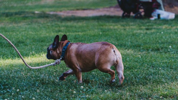 Bienfaits et usages d'une huile sur les animaux