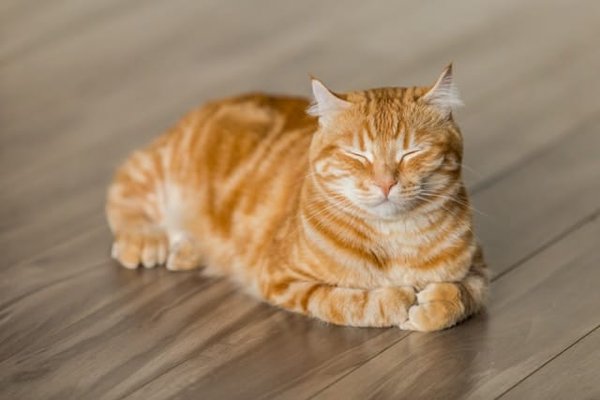 Quels suppléments sont recommandés pour un chat de race Cheetoh avec des carences alimentaires?