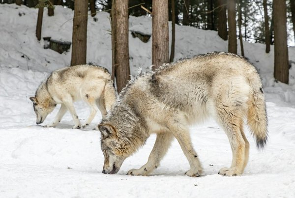 Quelles sont les nouvelles approches pour le suivi des populations de loups en Europe?
