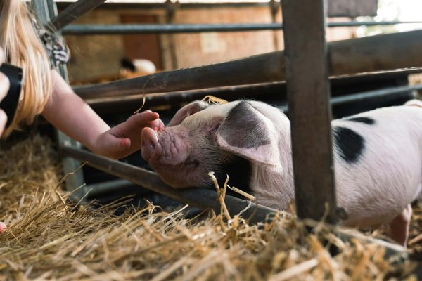 Quels matériaux utiliser pour construire un enclos extérieur pour des cochons de terre?