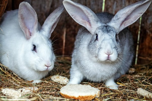Alimentation pour lapin : granulés, foin et friandises équilibrés