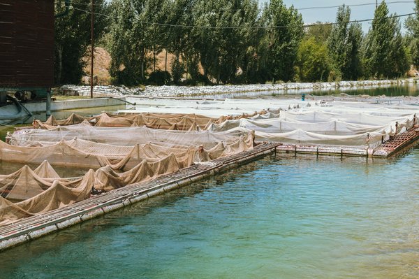 Découvrez l'aquaculture : élevage poisson et élevage crevette