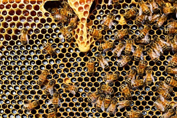 Abeille ruche : le guide ultime pour bien débuter en apiculture